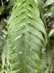 Phegopteris decursive-pinnata