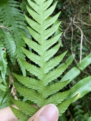 Phegopteris decursive-pinnata