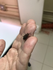 Metamasius hemipterus