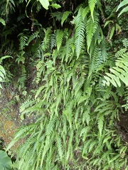 Phegopteris decursive-pinnata