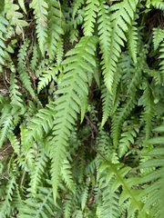 Phegopteris decursive-pinnata