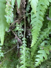 Phegopteris decursive-pinnata