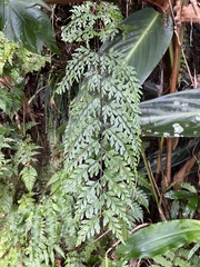 Asplenium pseudolaserpitiifolium