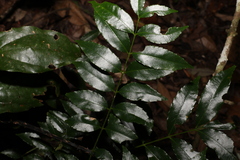 Zanthoxylum brachyacanthum