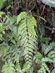Asplenium pseudolaserpitiifolium