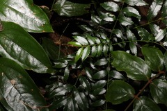 Zanthoxylum brachyacanthum