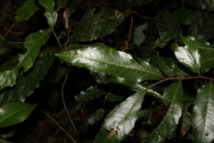 Alectryon subcinereus