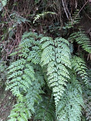 Asplenium pseudolaserpitiifolium