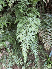 Asplenium pseudolaserpitiifolium
