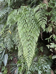 Asplenium pseudolaserpitiifolium