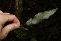 Alectryon subcinereus