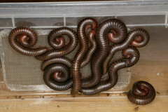 Pachyiulus apfelbecki