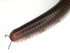 Pachyiulus apfelbecki