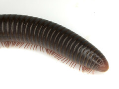 Pachyiulus apfelbecki