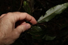 Alectryon subcinereus