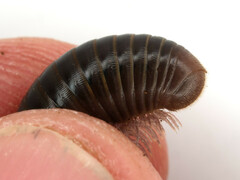 Pachyiulus apfelbecki