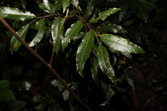 Alectryon subcinereus