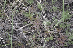 Melampyrum argyrocomum