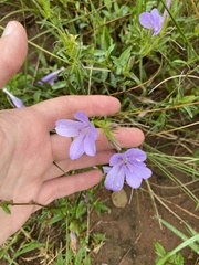 Barleria meyeriana