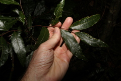 Alectryon subcinereus