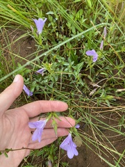 Barleria meyeriana