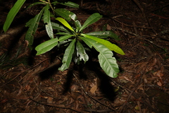 Elaeocarpus kirtonii