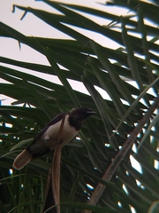 Cyanocorax cristatellus