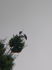 Cyanocorax cristatellus