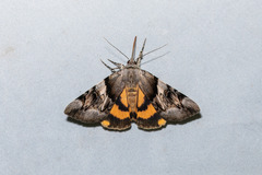 Catocala fulminea