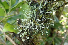 Heterodermia leucomelos