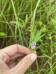 Monsonia