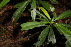Elaeocarpus kirtonii
