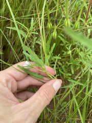 Monsonia
