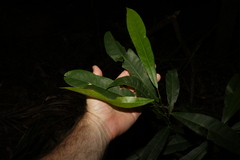 Elaeocarpus kirtonii