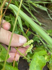 Acalypha villicaulis