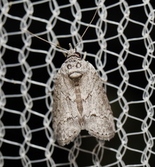 Nycteola polycyma