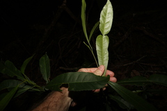 Elaeocarpus kirtonii