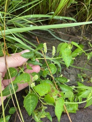 Acalypha villicaulis