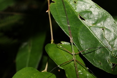Candovia