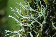 Heterodermia leucomelos