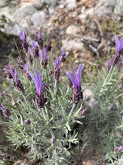 Lavandula