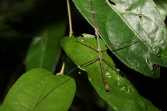 Candovia