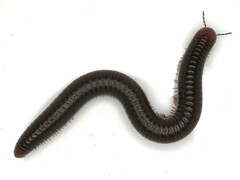 Pachyiulus apfelbecki