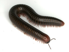 Pachyiulus apfelbecki