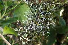 Heterodermia leucomelos