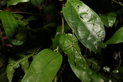 Candovia