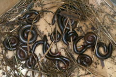 Pachyiulus apfelbecki