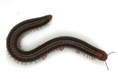 Pachyiulus apfelbecki