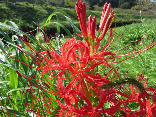 Lycoris radiata