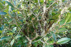 Heterodermia leucomelos